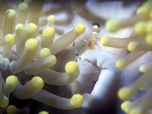 Manado shrimp by Ian Chapman 
